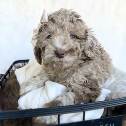 Reverie - Merle female Goldendoodle puppy in Holly Springs, Georgia from Libby Lou’s Goldendoodles