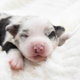 Poetic - Blue merle female Toy Australian Shepherd puppy in Chickasha, Oklahoma from Rustic Lace