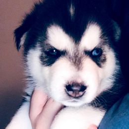 Siberian Husky Puppies from Betty's Huskies