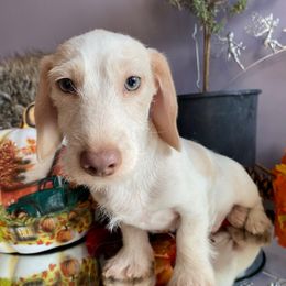 Jude - Dachshund