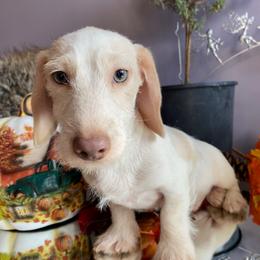 Jude - Dachshund