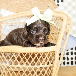 Nina - Brown female Cocker Spaniel puppy in Rattan, Oklahoma from Double M Cocker Spaniels