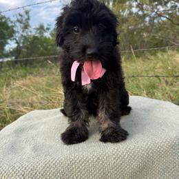 Posh - Black phantom female Aussiedoodle puppy in Eastland, Texas from H5 Mini Doodles