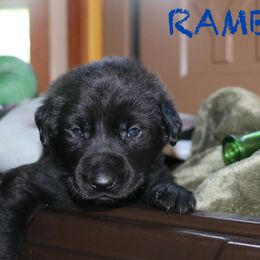 RAMBLER - Black male Labrador Retriever puppy in Lawton, Michigan from DuckAlly Kennel