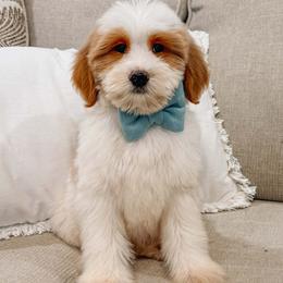 Austin - Parti male Goldendoodle puppy in Iola, Texas from Supreme Doodles of Texas