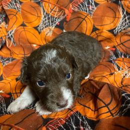 Chocolate and while female - Brown and white female Aussiedoodle puppy in Hillsboro, Illinois from Shoal Creek Puppies
