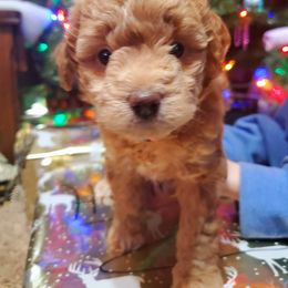 Aussiedoodle and Bernedoodle Puppies from Color Country Doodles