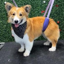 American Corgi puppies from Whitecreek Corgis of Columbus, IN