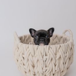 Joe - Brindle and white French Bulldog puppy in Brandon, Mississippi from Prolific Frenchies Co.