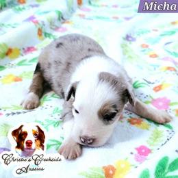Micha - Red merle male Miniature Australian Shepherd puppy in Punta Gorda, Florida from Christie's Creekside Aussies