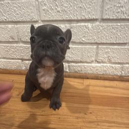 French Bulldog Puppies from French Farms