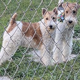 Wire Fox Terrier Puppies from What the Fox - Wire Fox Terrier
