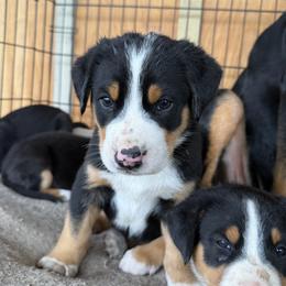 Green boy - Black, white and red male Greater Swiss Mountain Dog puppy in Woodland, Washington from Woodland Swissie’s