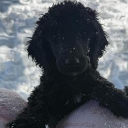 Prancer - Black male Poodle puppy in Jacksonville, North Carolina from PND Kennel