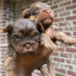 Yorkshire Terrier puppies from Amazing Companions Kennel