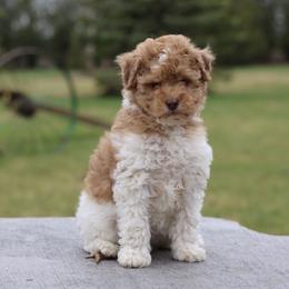 Caramel Girl - Red female Whoodle puppy in West Bend, Iowa from Blue Skies Terriers