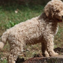 Goldendoodle Puppies from FurEver Friends Doodles