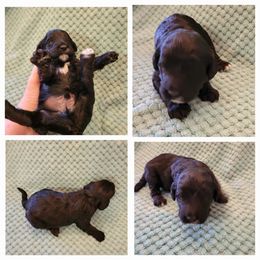 Cavapoo Puppies from Maggie's Cavapoo Puppies