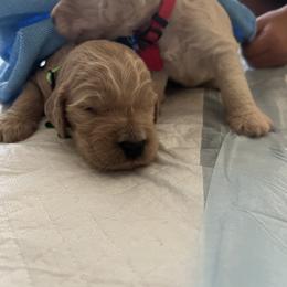 Goldendoodle Puppies from Casita Goldendoodles