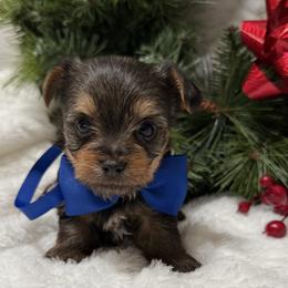 Mr Blue - Black and tan male Yorkshire Terrier puppy in Lexington, North Carolina from Silver Valley Yorkies