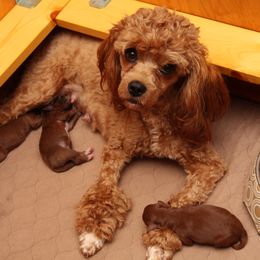 Sonic - Cavapoo
