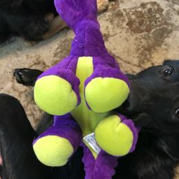 German Shepherd Puppies from Vom Kiefernhaus