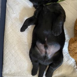 Boy 1 - Black male Black Russian Terrier puppy in Oklahoma from Ter’Avalon Kennel