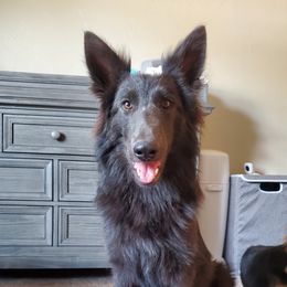 Dutch - German Shepherd