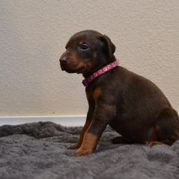 Doberman Pinscher Puppies from Obsidian Kennels