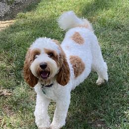 Luna - Australian Labradoodle
