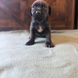 Cane Corso Puppies from Cowan Farms