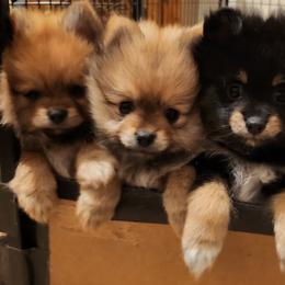 Pomeranians from Frank Sidders