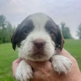 Chartreuse(neon) collar - White and liver male English Springer Spaniel puppy in Sterling, Michigan from Springerdoodles In MI