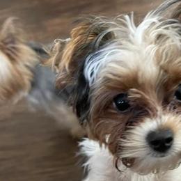 Yorkshire Terriers from Kizzie's Yorkies