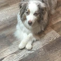 Australian Shepherd Puppies from Triple S Aussies