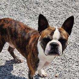 Rusty - Black brindle and white male Boston Terrier puppy in Walhalla, South Carolina from Dixies  southern  bostons