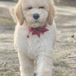 Mr Red Collar- Herbert - Cream male Poodle puppy in Screven, Georgia from Dreamland Standard Poodles
