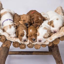 Cavapoo puppies from North Ranch Doodles