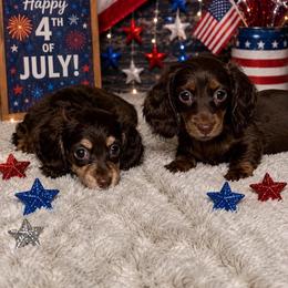 Chocolate Girl - Chocolate and tan female Dachshund puppy in Bakersfield, California from Pretty Dachshunds 661