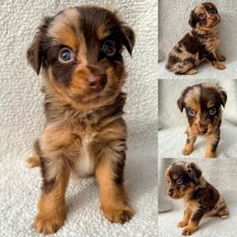 Red Merle female - Red merle female Toy Australian Shepherd puppy in Brooker, Florida from Honey, I Shrunk the Aussies