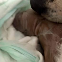 Liberty (Blue collar) - Light golden male Golden Retriever puppy in Gainesville, Florida from Heart and Soul Dog Breeding, Inc.