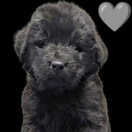 Female 8 Silver Collar - Black female Newfoundland puppy in Burfordville, Missouri from Umfleet Farms