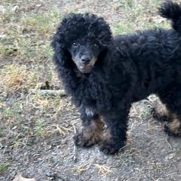 Zane - Phantom male Poodle puppy in Cabool, Missouri from Rafter B Farms