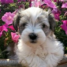 Miniature Schnauzers from Nebula Equine & Canine
