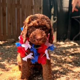 Bentley - Chocolate male Goldendoodle puppy in Arlington, Texas from Chambers Doodle Patch