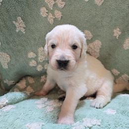Boy 3 - Light golden male Golden Retriever puppy in Savannah, Georgia from Golden Point Retrievers