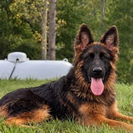 Aster Trained puppy - Black and red female German Shepherd puppy in Virginia from Stahlhaus ( Previously Buffelbach Farmstead Shepherds)