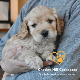 Cockapoo Puppies from Chesley Hill Cockapoos