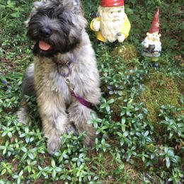 Bouvier des Flandres Puppies from Abken Bouviers