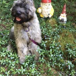 Bouvier des Flandres Puppies from Abken Bouviers
